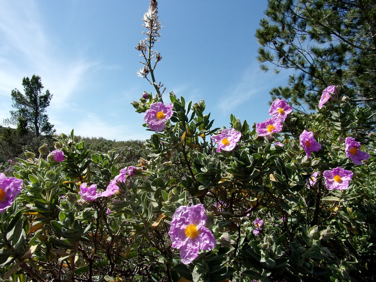 Cistus Creticus Pflanze