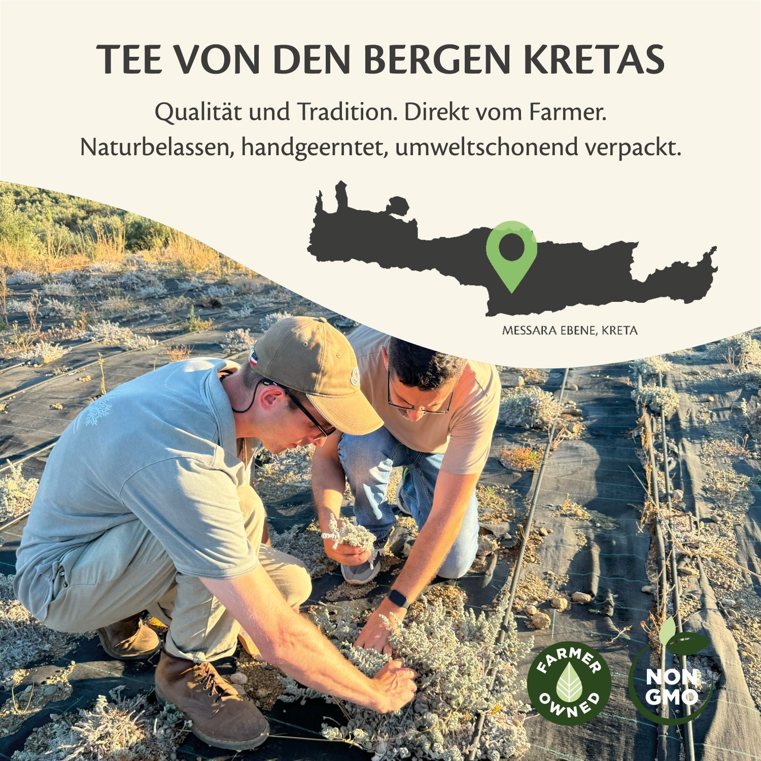 Diktamos Tee Kreta naturbelassen