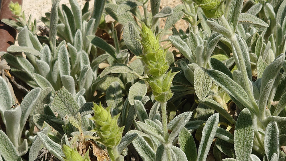 Griechischer Bergtee Sideritis scardica
