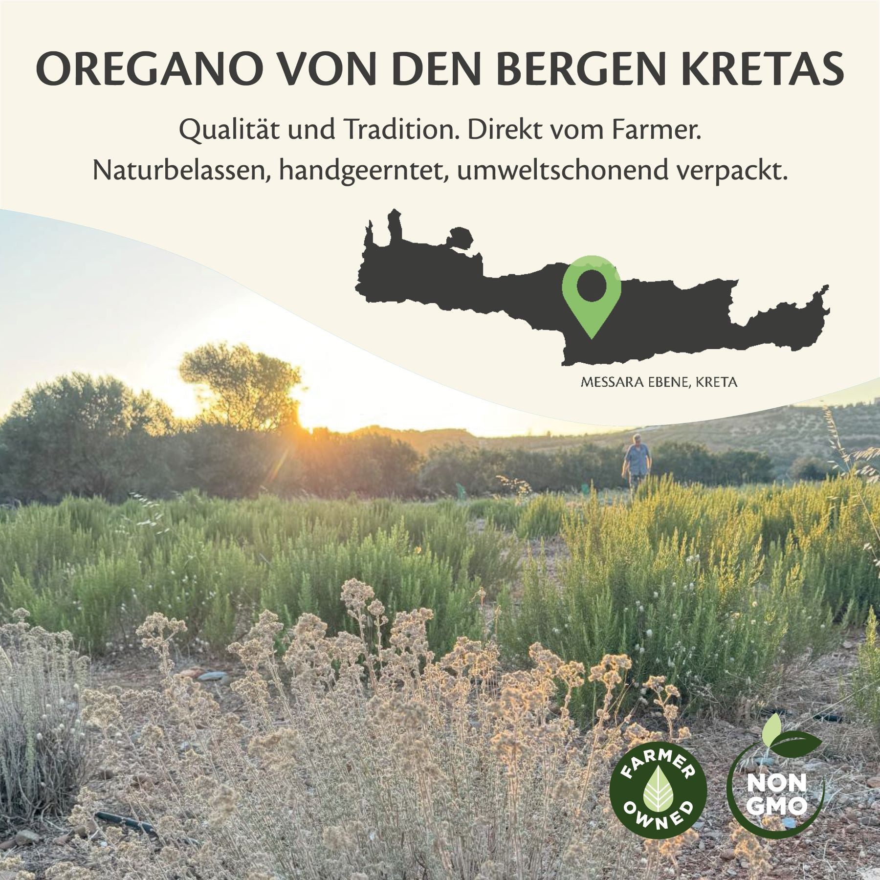 Griechischer Oregano