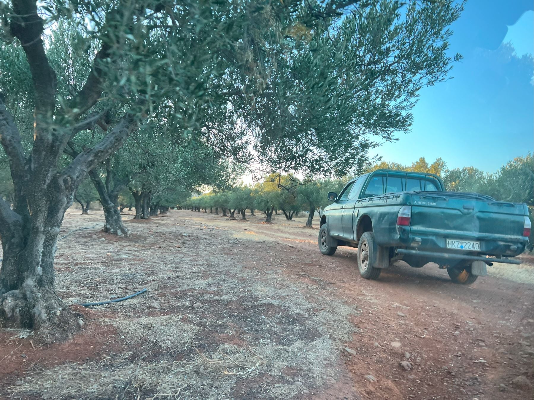 Koroneiki Olivenöl aus Kreta