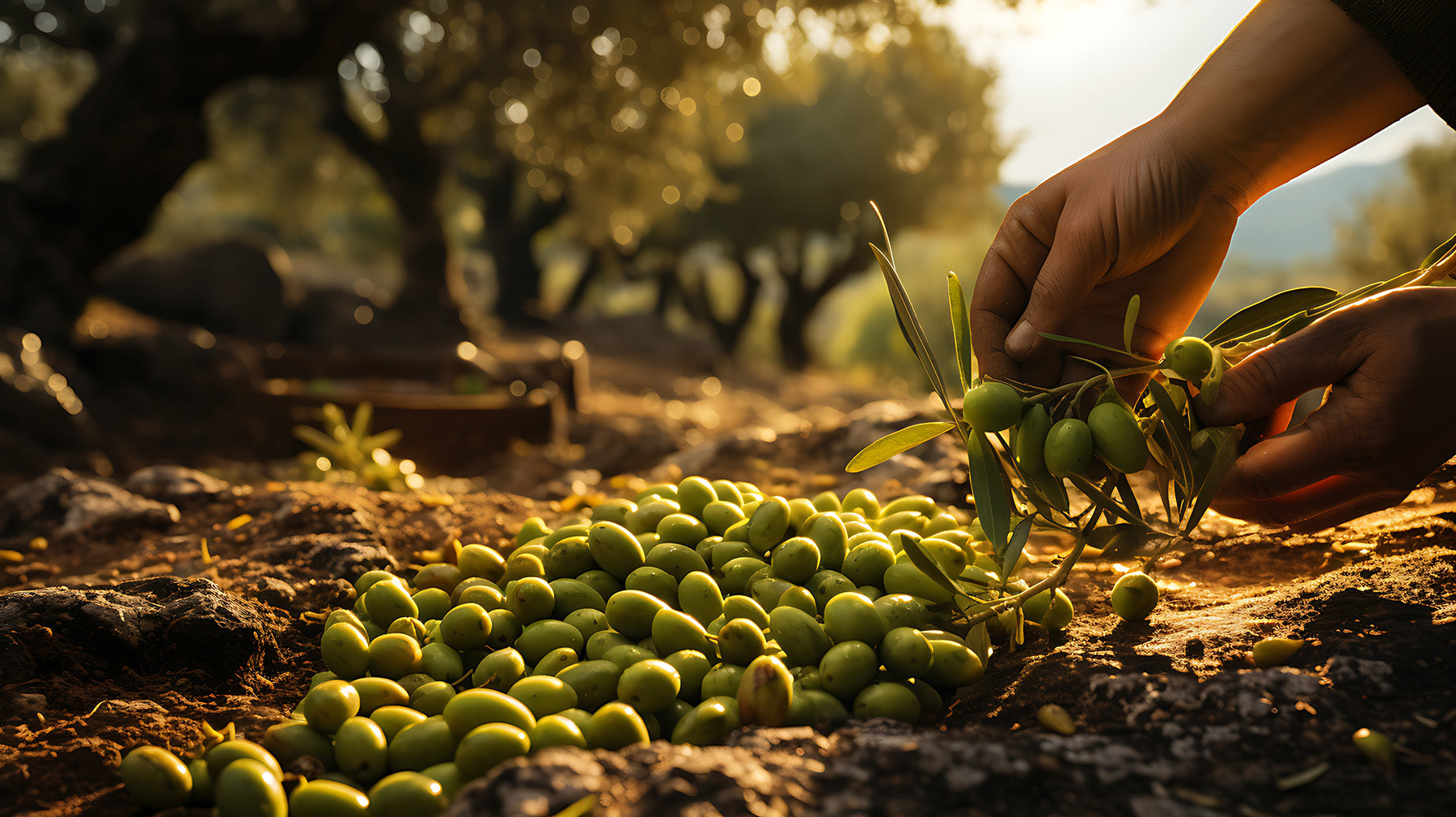 Nachhaltigkeit Elorro Farmers Onlineshop