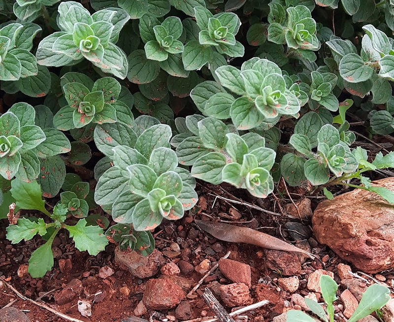 Oregano Pflanze Kreta