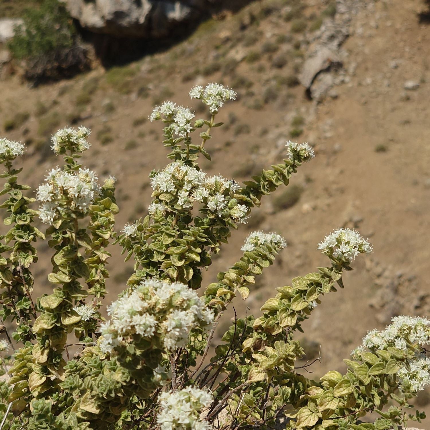Oregano Pflanze von Kreta