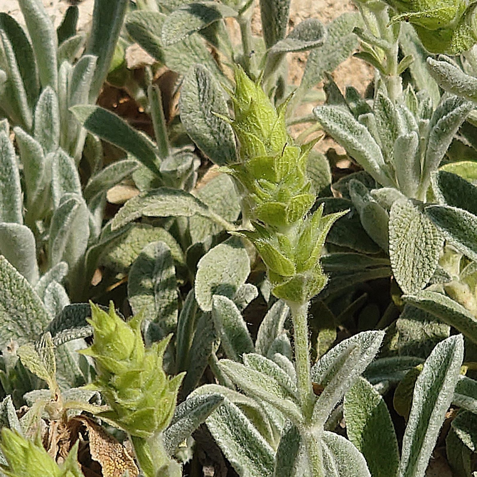 Sideritis scardica Blüte