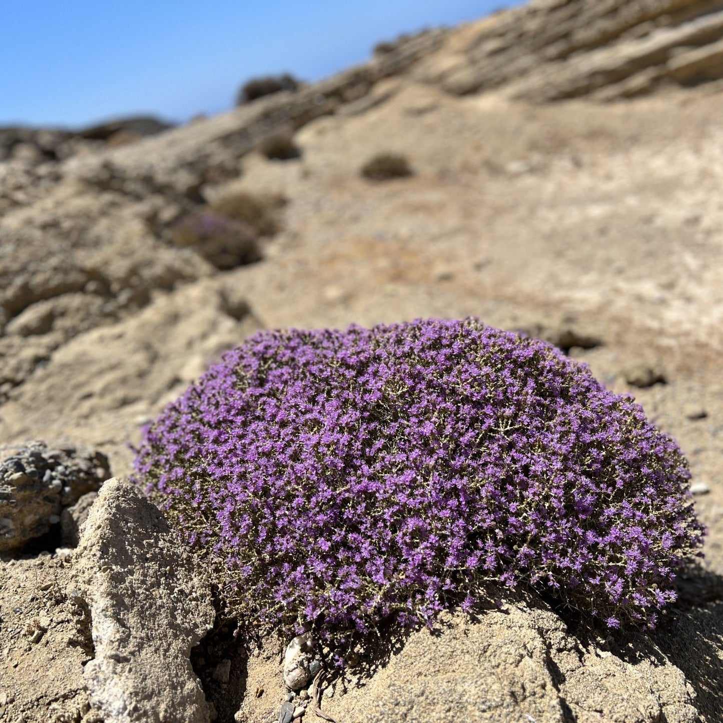 Thymian kaufen