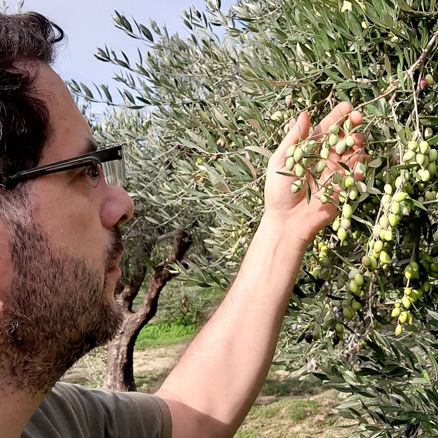 Natives Olivenöl extra sortenrein – von Kreta (500 ml)