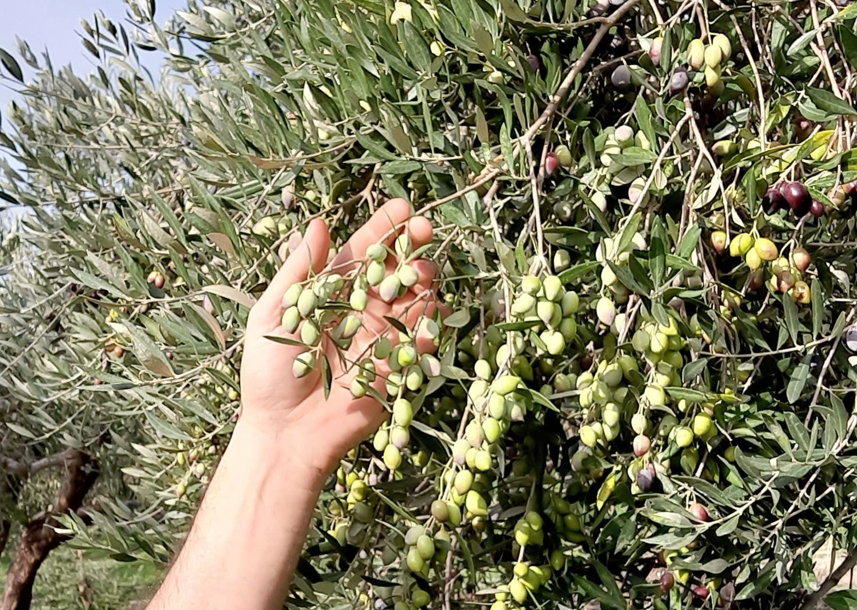 Farmer Olivenöl Kreta