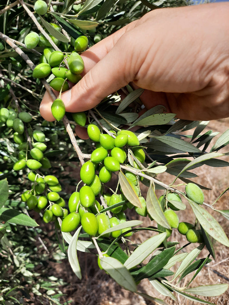 Kreta Koroneiki Oliven