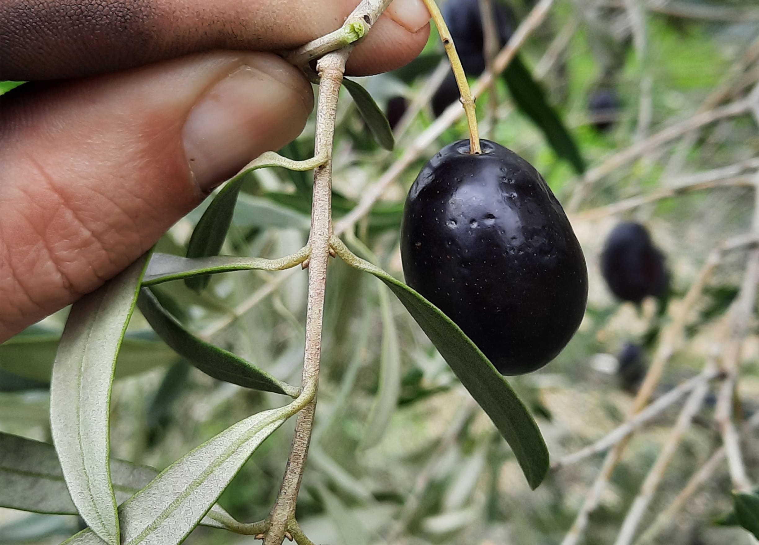 Oliven Griechenland Farmer