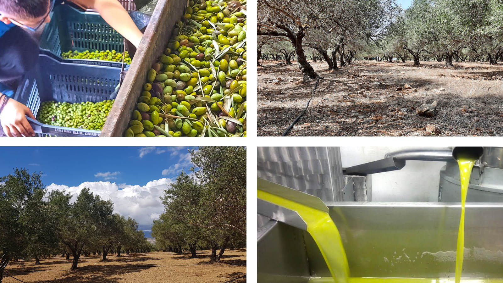 Olivenöl Herstellung Kreta